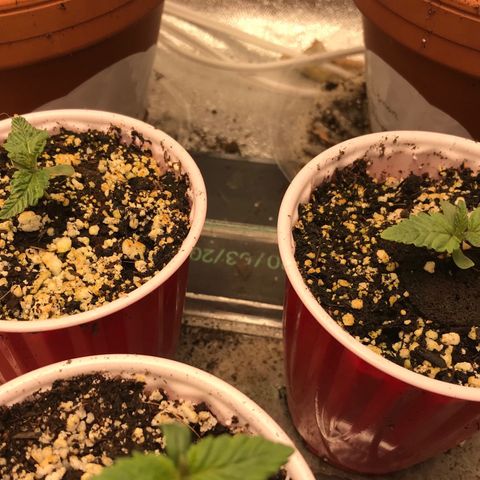  Bubba Kush 2.5 growlog photo
