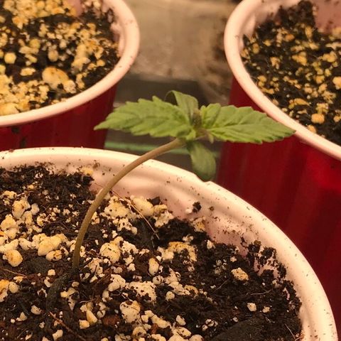 GrapeGod growlog timeline photo