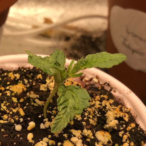  Bubba Kush 2.5 growlog timeline photo