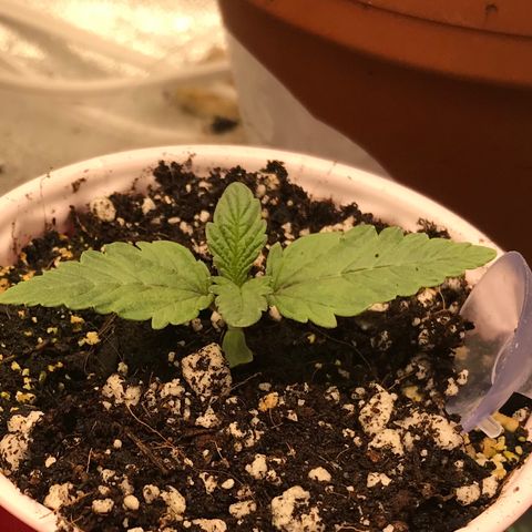  Bubba Kush 2.5 growlog timeline photo