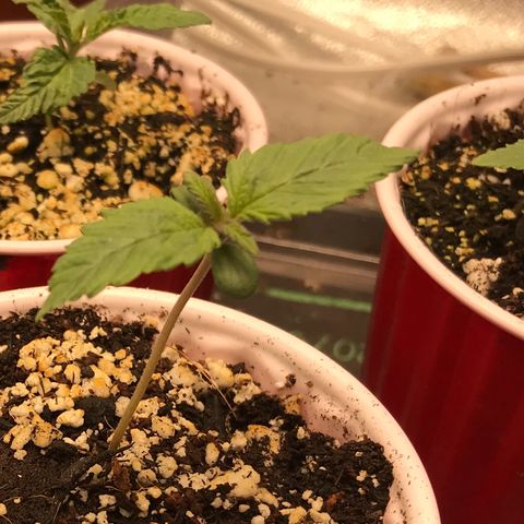 GrapeGod growlog timeline photo