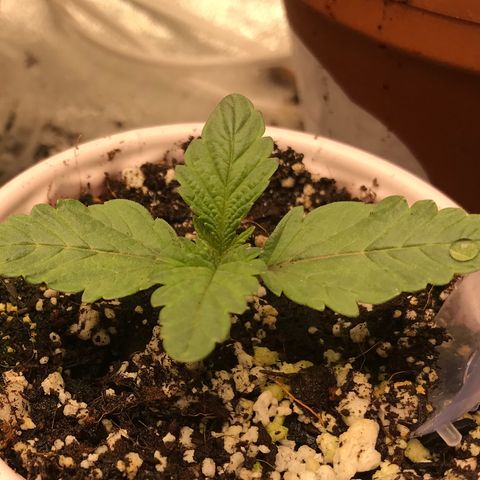  Bubba Kush 2.5 growlog timeline photo