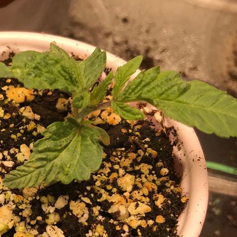  Bubba Kush 2.5 growlog timeline photo