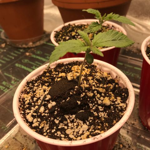 GrapeGod growlog timeline photo