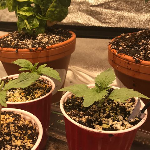  Bubba Kush 2.5 growlog timeline photo