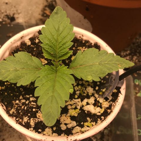  Bubba Kush 2.5 growlog timeline photo