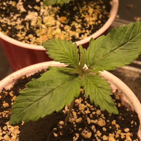 GrapeGod growlog timeline photo
