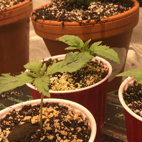 GrapeGod growlog timeline photo
