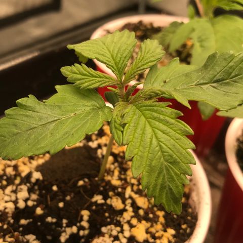 GrapeGod growlog photo: Previously considered dead seedling.  Both planted same day.  Definitely behind.