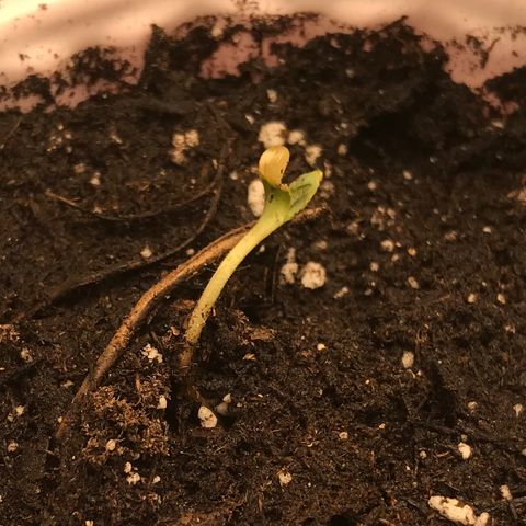 GrapeGod growlog photo: Previously considered dead seedling.  Both planted same day.  Definitely behind.