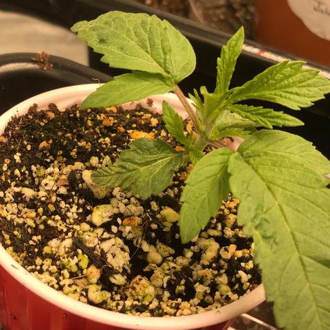  Bubba Kush 2.5 growlog timeline photo