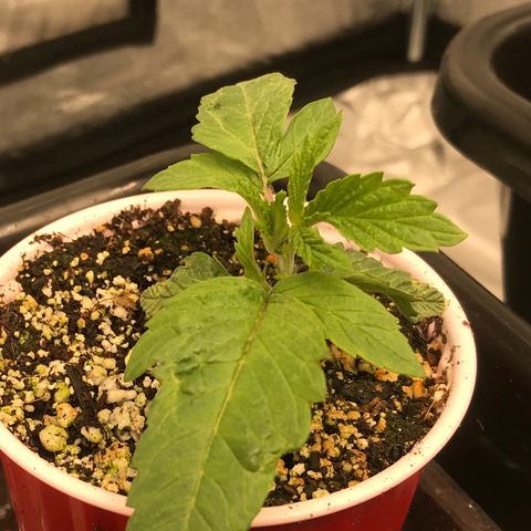  Bubba Kush 2.5 growlog timeline photo