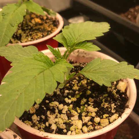  Bubba Kush 2.5 growlog timeline photo