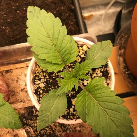  Bubba Kush 2.5 growlog photo: 3 nodes present