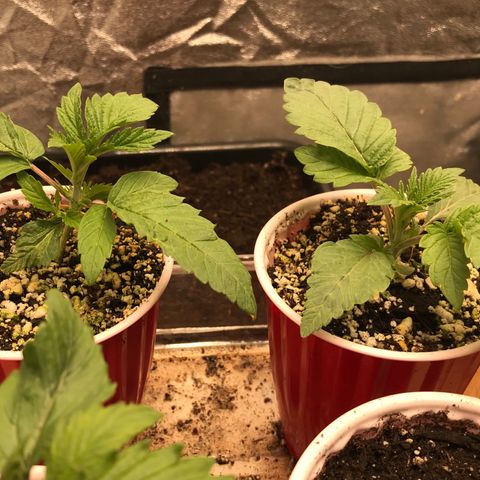  Bubba Kush 2.5 growlog photo: 3 nodes present