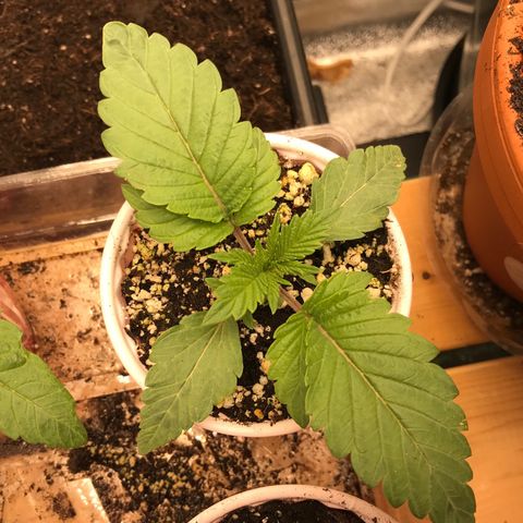  Bubba Kush 2.5 growlog photo: 3 nodes present