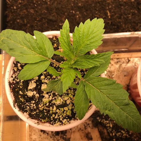  Bubba Kush 2.5 growlog photo: 3 nodes present