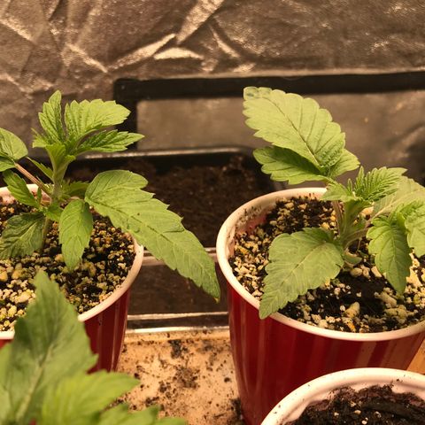  Bubba Kush 2.5 growlog photo: 3 nodes present