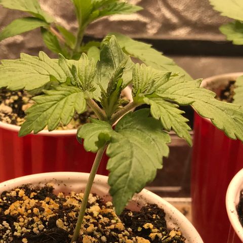 GrapeGod growlog timeline photo