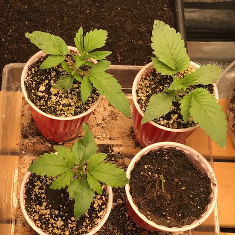 GrapeGod growlog timeline photo