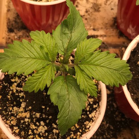 GrapeGod growlog timeline photo