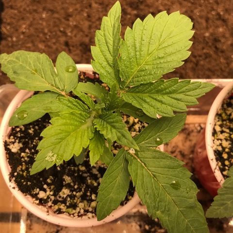  Bubba Kush 2.5 growlog timeline photo