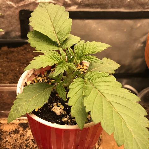  Bubba Kush 2.5 growlog timeline photo