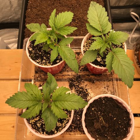  Bubba Kush 2.5 growlog timeline photo