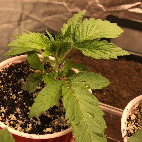  Bubba Kush 2.5 growlog timeline photo