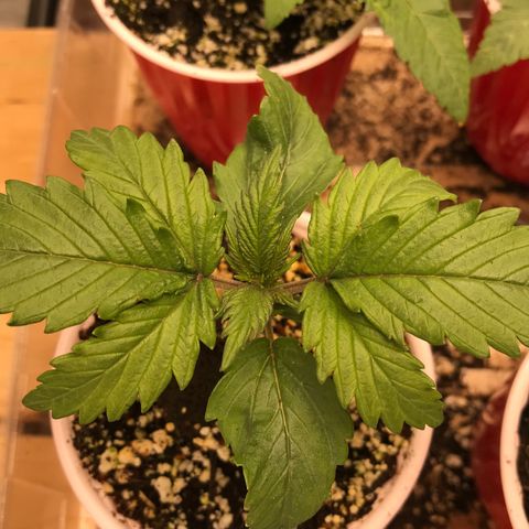 GrapeGod growlog timeline photo