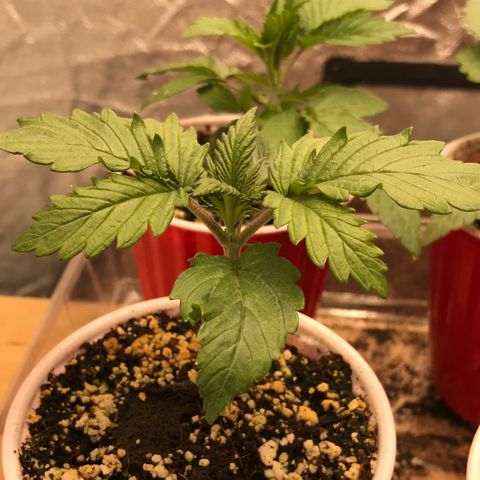 GrapeGod growlog timeline photo