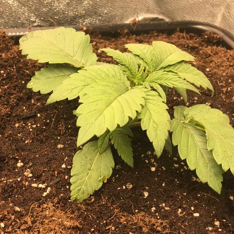  Bubba Kush 2.5 growlog photo: Transplanted to auto pot 