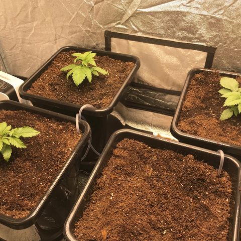  Bubba Kush 2.5 growlog photo: Transplanted to auto pot 