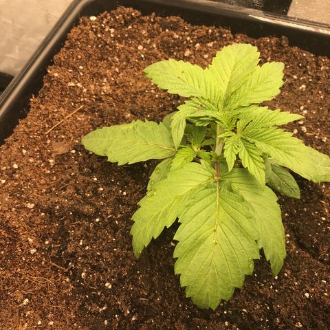  Bubba Kush 2.5 growlog photo: Transplanted to auto pot 