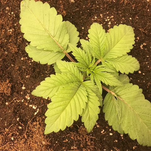  Bubba Kush 2.5 growlog photo: Transplanted to auto pot 
