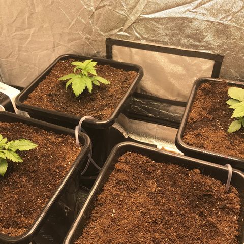 GrapeGod growlog photo: Transplanted to auto pot 