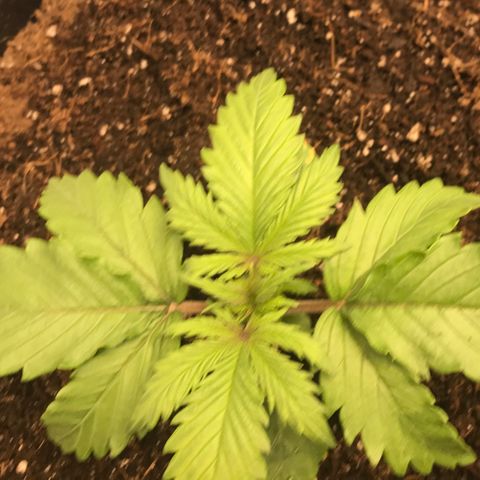 GrapeGod growlog photo: Transplanted to auto pot 