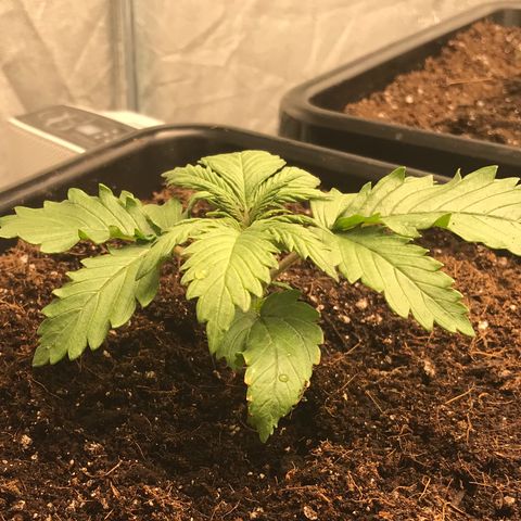 GrapeGod growlog photo: Transplanted to auto pot 