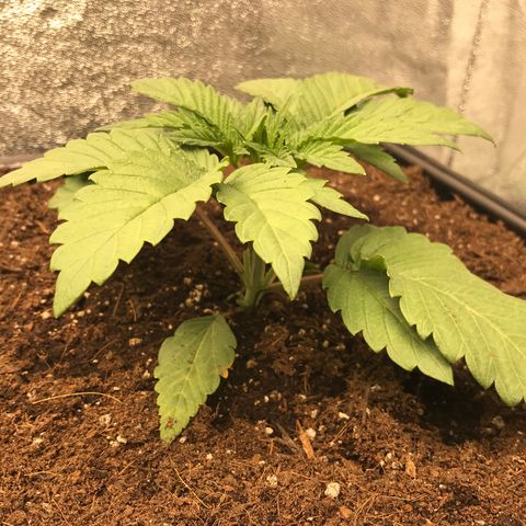  Bubba Kush 2.5 growlog timeline photo