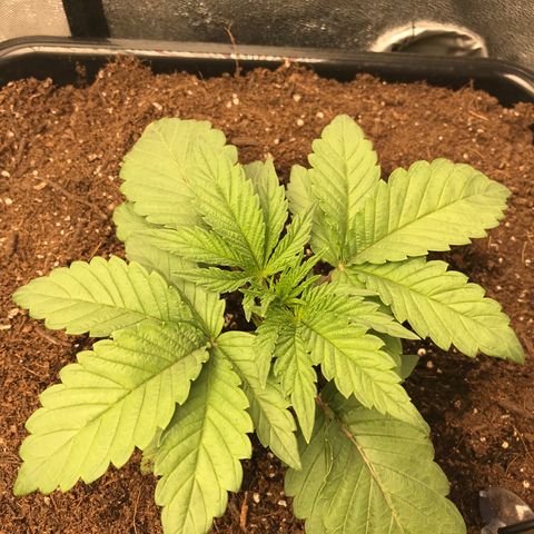  Bubba Kush 2.5 growlog timeline photo