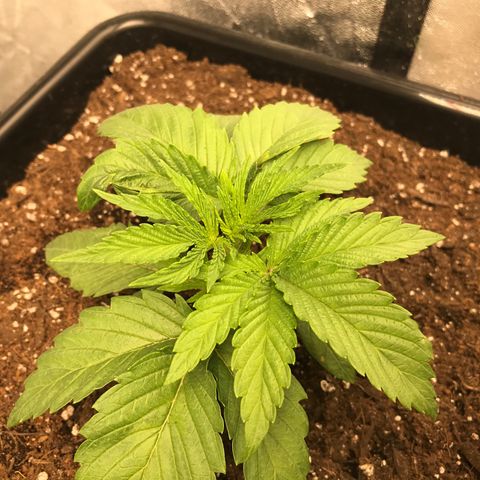  Bubba Kush 2.5 growlog timeline photo