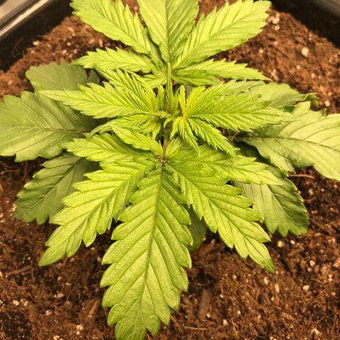 GrapeGod growlog timeline photo