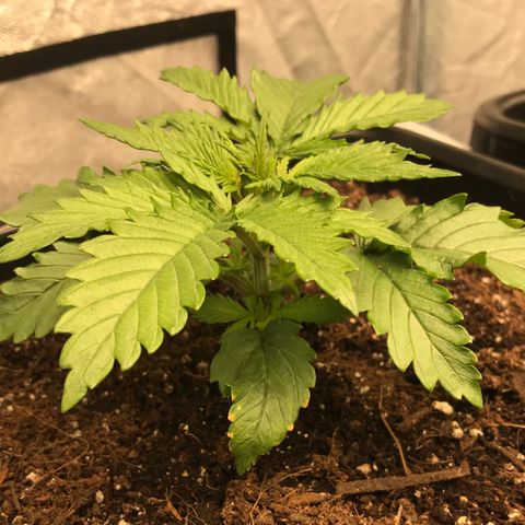 GrapeGod growlog timeline photo