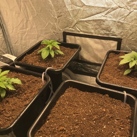 GrapeGod growlog timeline photo