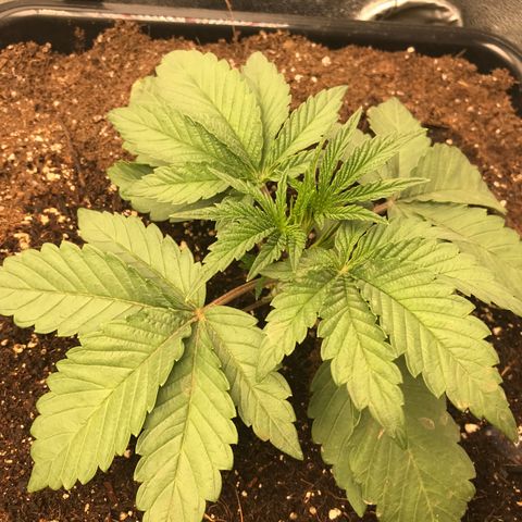  Bubba Kush 2.5 growlog timeline photo