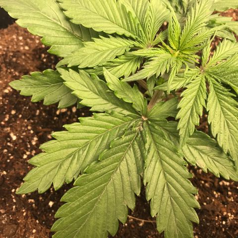 GrapeGod growlog timeline photo