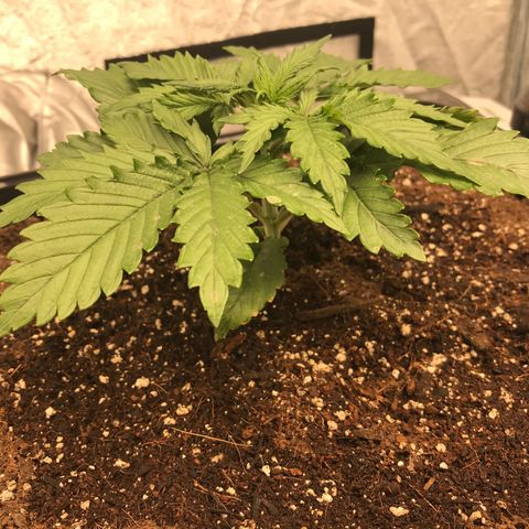 GrapeGod growlog timeline photo