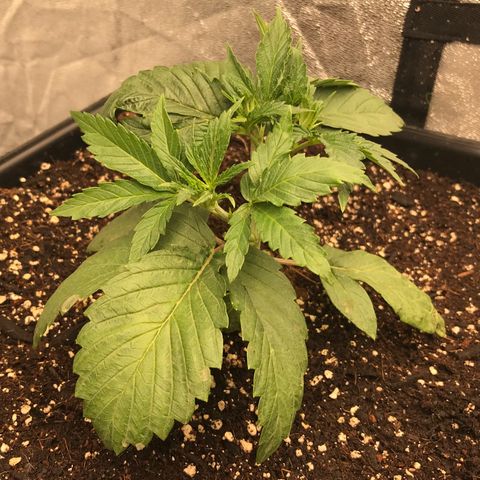  Bubba Kush 2.5 growlog photo: Start of mainlining