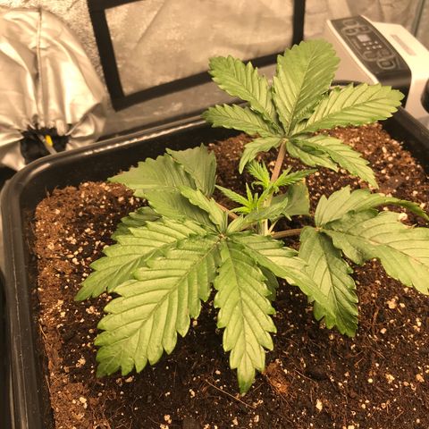 GrapeGod growlog photo: Start of mainlining