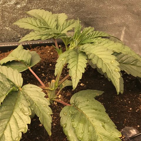  Bubba Kush 2.5 growlog photo: Starting LST